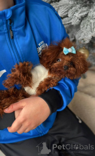 Photo №2 to announcement № 164617 for the sale of poodle (toy) - buy in Germany breeder