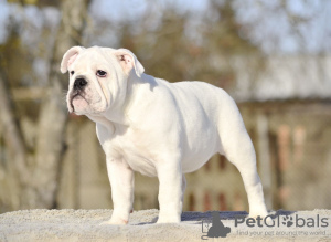 Additional photos: English Bulldog puppies