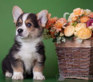 Photo №1. welsh corgi - for sale in the city of Москва | 1620$ | Announcement № 11546