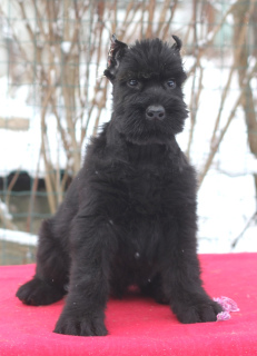 Additional photos: Giant Schnauzer puppies of black color