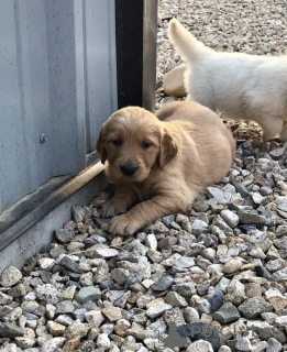 Photo №2 to announcement № 125192 for the sale of golden retriever - buy in Germany private announcement