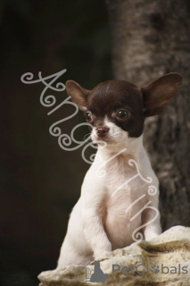 Photo №2 to announcement № 12064 for the sale of chihuahua - buy in Russian Federation breeder