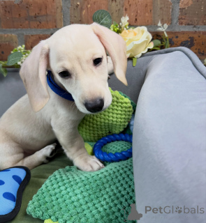 Photo №2 to announcement № 174841 for the sale of dachshund - buy in Germany breeder
