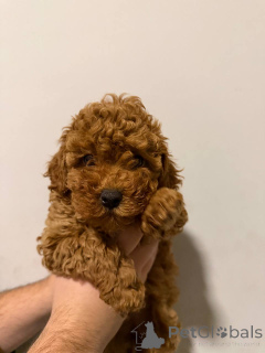 Photo №1. pomeranian - for sale in the city of Sivats | negotiated | Announcement № 159073