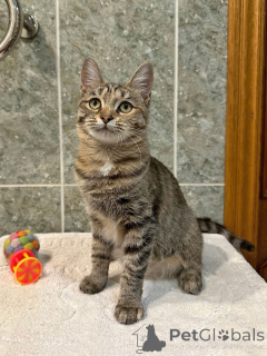 Photo №1.  - for sale in the city of Moskova | Is free | Announcement № 155852