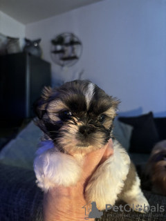 Photo №1. shih tzu - for sale in the city of Гамбург | 317$ | Announcement № 123442