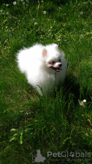 Photo №3. Pomeranian puppy vaiber 37368216573. Moldova