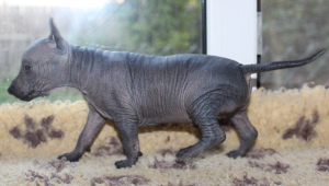 Photo №1. mexican hairless dog - for sale in the city of Moscow | Negotiated | Announcement № 3418