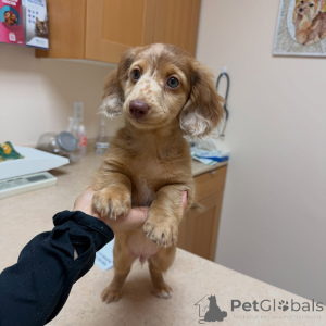 Photo №1. dachshund - for sale in the city of Siegen | negotiated | Announcement № 170235