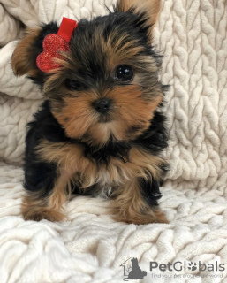 Photo №2 to announcement № 97394 for the sale of yorkshire terrier - buy in Poland private announcement