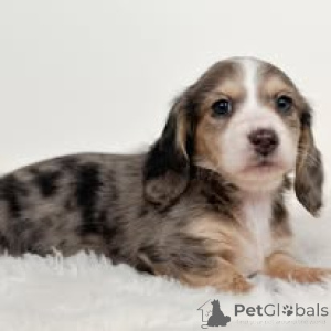 Photo №2 to announcement № 162727 for the sale of dachshund - buy in Netherlands private announcement, breeder