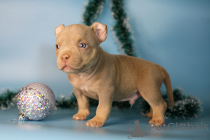 Additional photos: American bully