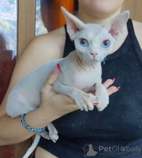 Photo №1. sphynx cat - for sale in the city of Limbach-asberfrohna | 361$ | Announcement № 169821