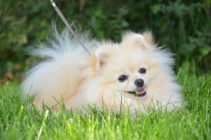 Photo №1. pomeranian - for sale in the city of Moscow | 1039$ | Announcement № 4408