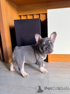 Photo №2 to announcement № 163619 for the sale of french bulldog - buy in Germany breeder