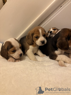 Photo №3. Потрясающие щенки бигля, выращенные в семье. Germany