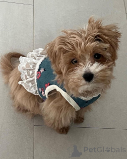 Photo №2 to announcement № 157680 for the sale of maltipu - buy in United States private announcement