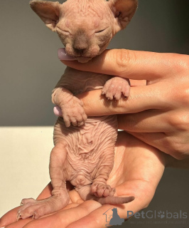 Photo №1. sphynx cat - for sale in the city of Barcin | 583$ | Announcement № 158950