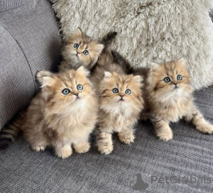 Photo №1. persian cat - for sale in the city of Truckee | 350$ | Announcement № 84075