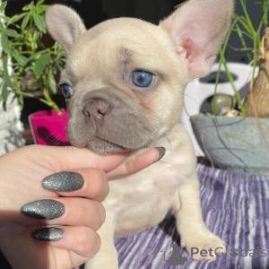 Photo №1. french bulldog - for sale in the city of Limbourg | Is free | Announcement № 166513