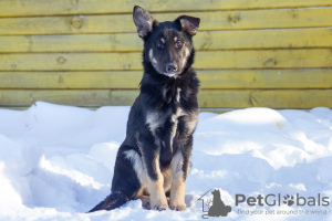 Photo №2 to announcement № 31929 for the sale of non-pedigree dogs - buy in Russian Federation private announcement