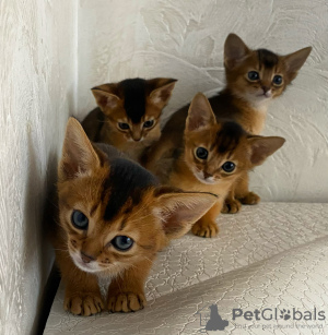 Additional photos: Abyssinian kittens