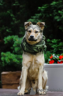 Photo №3. Puppy in good hands!. Russian Federation