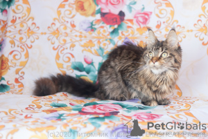 Photo №2 to announcement № 7065 for the sale of maine coon - buy in Russian Federation from nursery, breeder