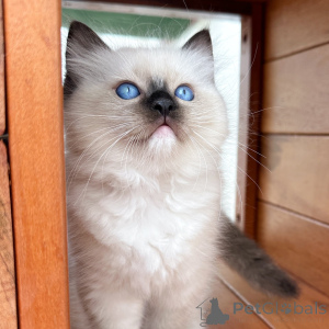 Photo №2 to announcement № 171358 for the sale of ragdoll - buy in Poland breeder