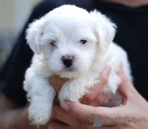 Photo №3. beautiful maltese puppies for sale. Germany