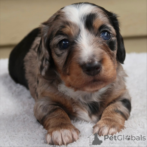 Photo №3. Sweet, sassy, and full of wiggles Poppys here to brighten your world one tail. Switzerland