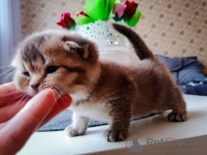 Additional photos: Scottish fold kittens