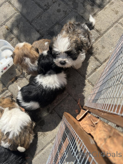 Photo №1. shih tzu - for sale in the city of Alpbach | negotiated | Announcement № 176059
