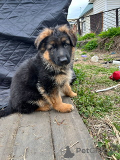 Photo №3. Puppies of the German shepherd. Russian Federation