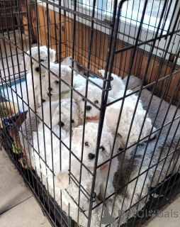 Photo №4. I will sell non-pedigree dogs in the city of Bordeaux. private announcement - price - 526$