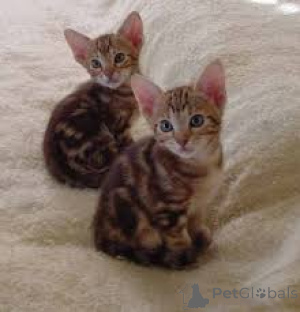 Photo №2 to announcement № 166335 for the sale of ocicat - buy in Finland private announcement, breeder
