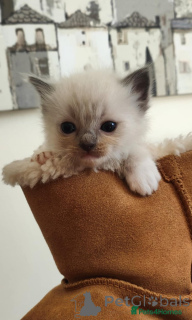 Photo №4. I will sell ragdoll in the city of Handewitt. breeder - price - 132$