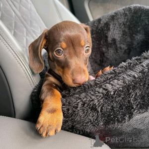Photo №4. I will sell dachshund in the city of Berlin. breeder - price - 941$