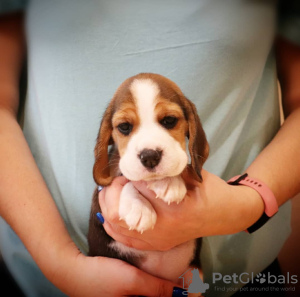 Additional photos: Beautiful beagle puppies looking for