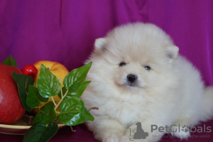 Photo №3. Pomeranian female. Russian Federation