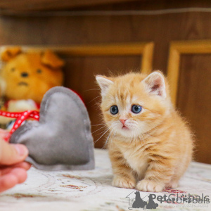 Photo №1. munchkin - for sale in the city of Amsterdam | 8$ | Announcement № 156162