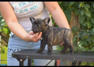 Photo №2 to announcement № 12113 for the sale of french bulldog - buy in Poland breeder