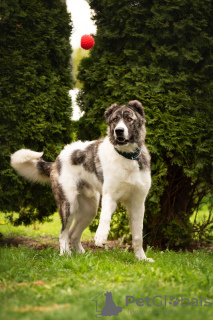 Additional photos: The Caucasian wolfhound is in good hands.