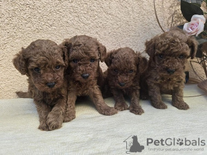 Photo №4. I will sell poodle (toy) in the city of Zrenjanin. breeder - price - Is free