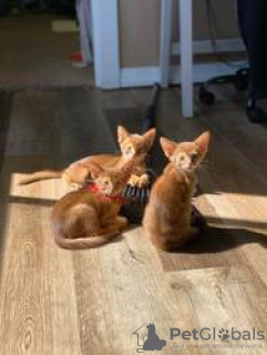 Photo №2 to announcement № 123657 for the sale of abyssinian cat - buy in Germany private announcement