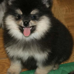 Photo №2 to announcement № 2086 for the sale of german spitz - buy in Russian Federation from nursery, breeder