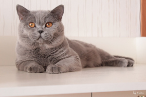Photo №1. british shorthair - for sale in the city of Yaroslavl | 398$ | Announcement № 5238