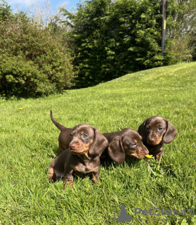 Photo №2 to announcement № 100216 for the sale of dachshund - buy in Germany private announcement