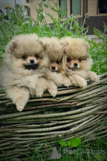 Photo №3. Pomeranian Spitz, puppies. Mini bears. Belarus