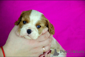 Photo №1. cavalier king charles spaniel - for sale in the city of Zhytomyr | 1268$ | Announcement № 58528